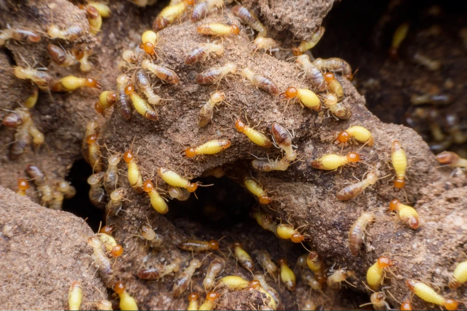 pest termite 1