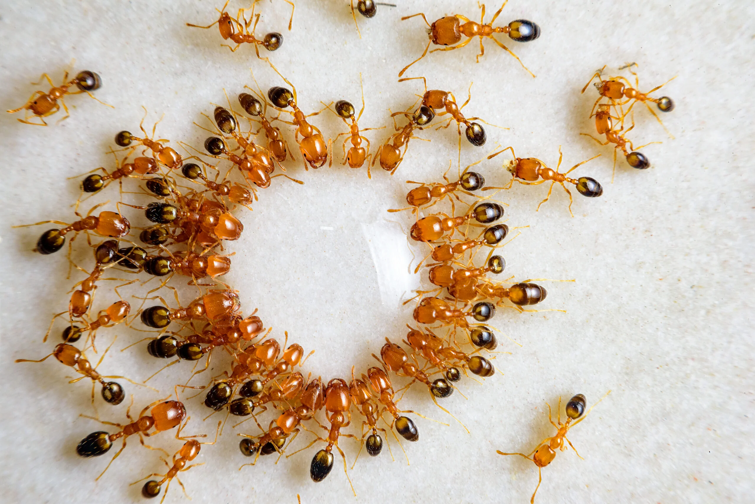 pest ant 2