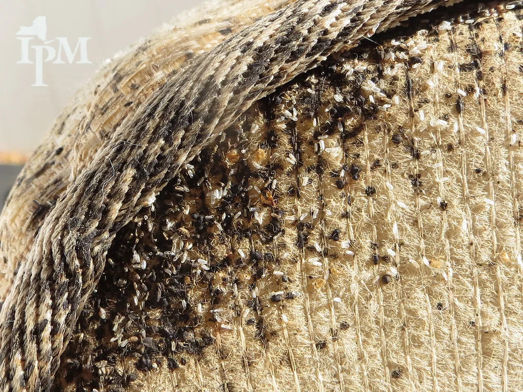 pest bed bugs 3