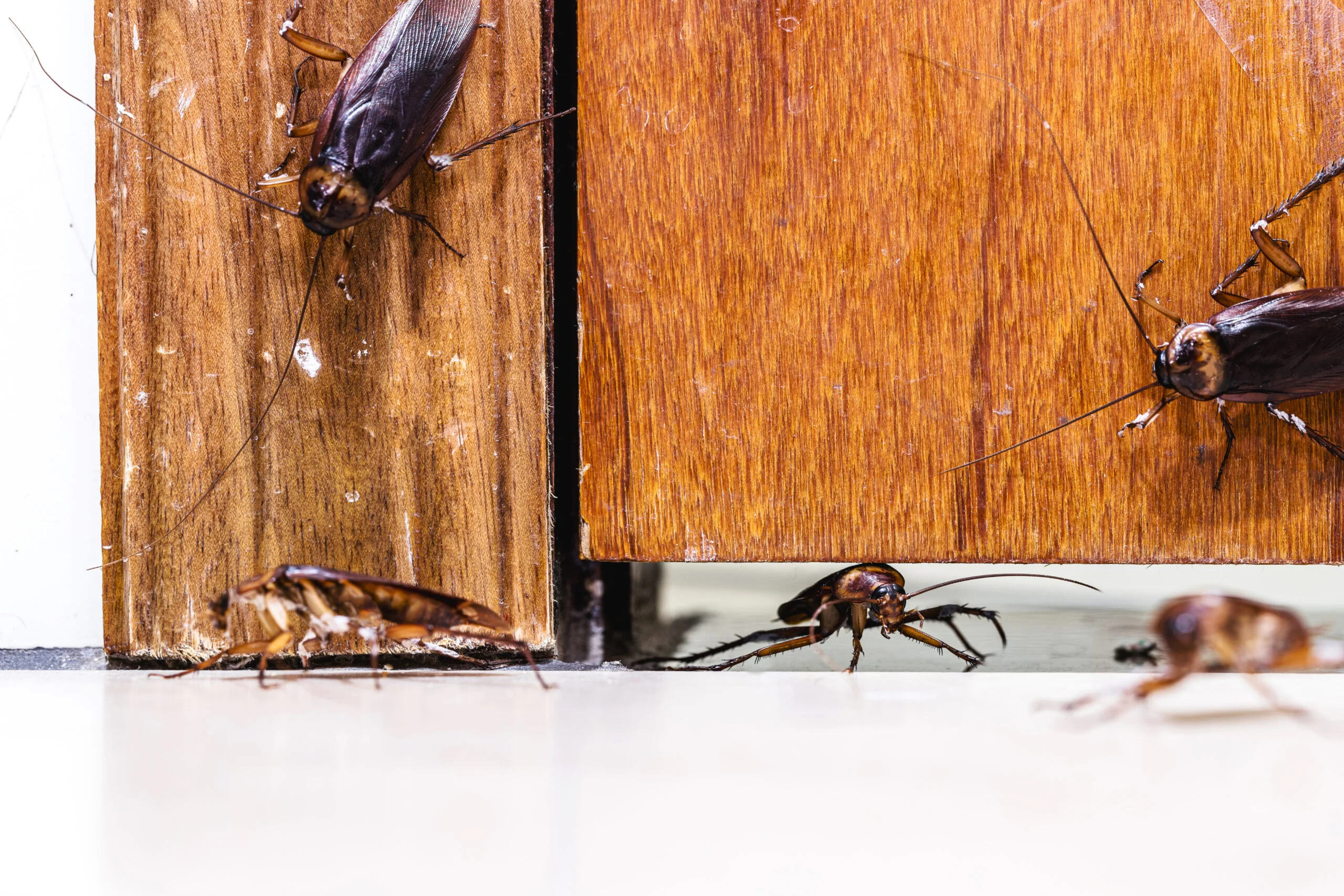 pest cockroaches 4