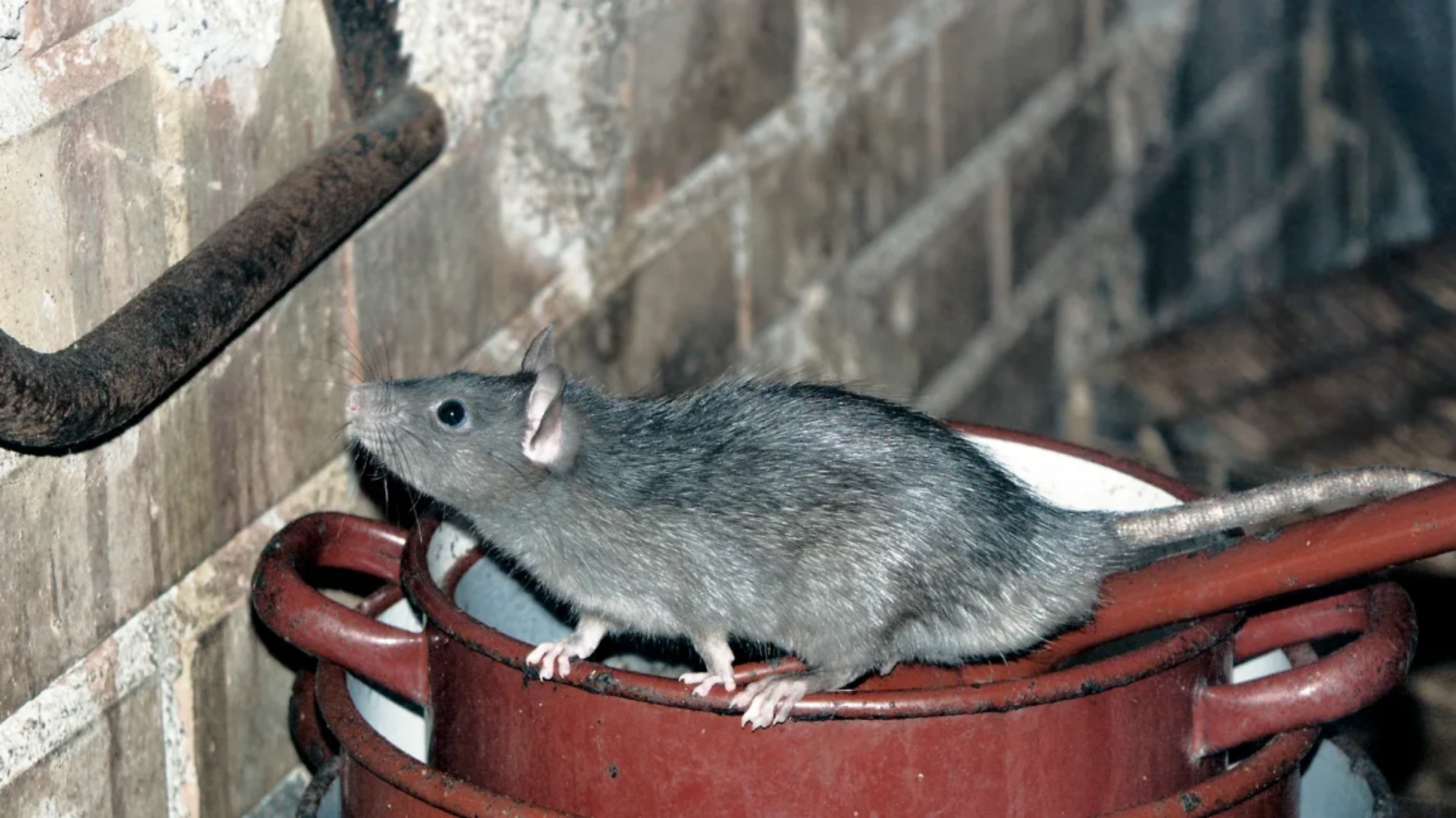 tikus